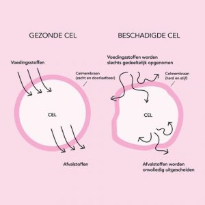 Lees meer over het artikel Celgezondheid