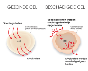 Zinzino omega 3 zorgt voor gezonde cellen